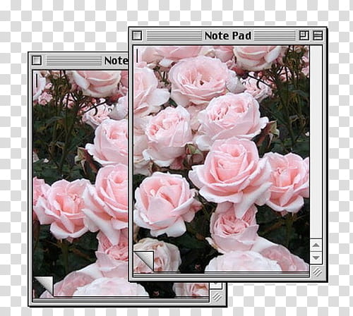 pink and white Rose flowers collage transparent background PNG clipart