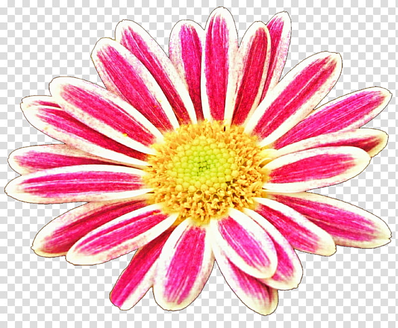 My Favorite Daisy transparent background PNG clipart