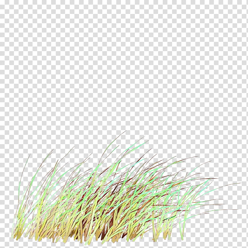 Green Grass, Grasses, Commodity, Plant, Grass Family, Chrysopogon Zizanioides transparent background PNG clipart