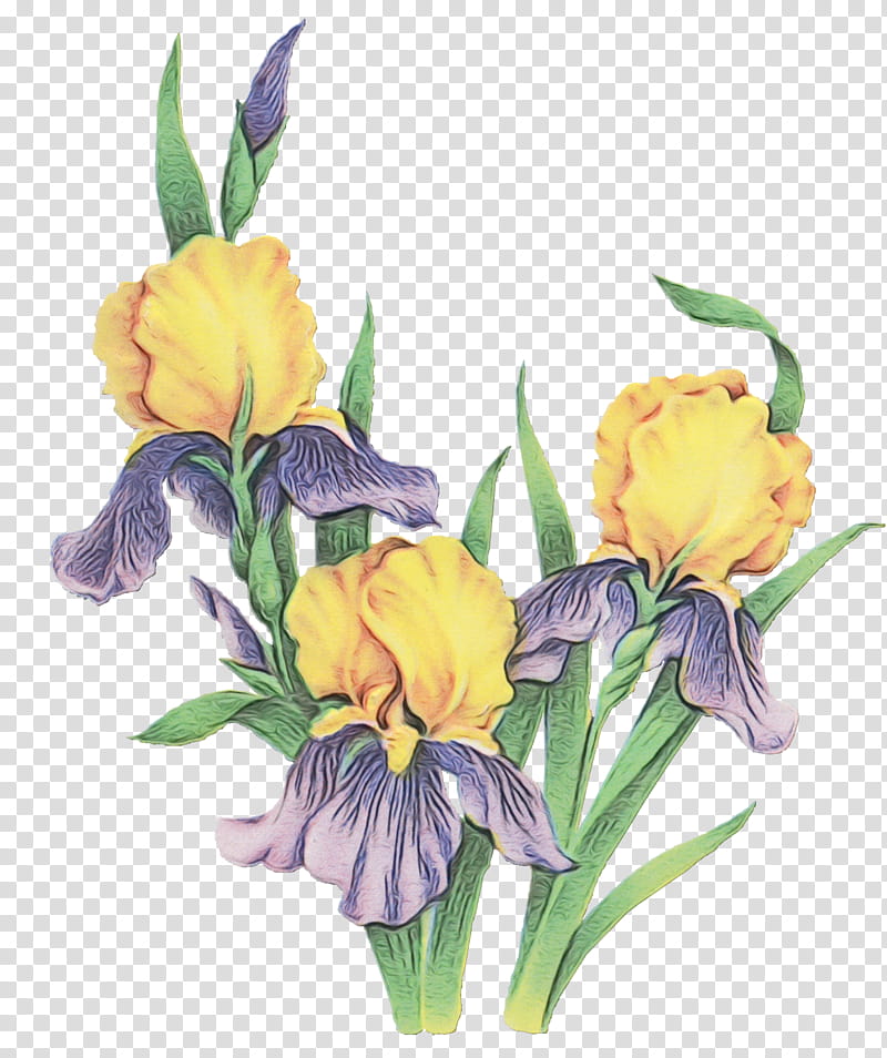 flower flowering plant plant cut flowers yellow, Watercolor, Paint, Wet Ink, Iris, Iris Family, Watercolor Paint transparent background PNG clipart