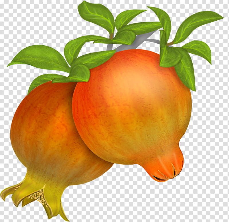 Pomegranates , two orange pomegranate fruits illustration transparent background PNG clipart