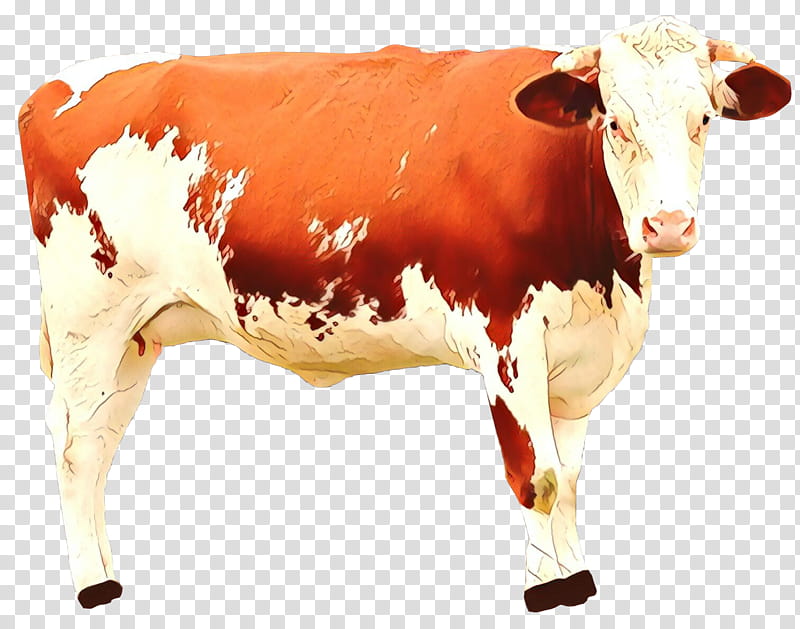 dairy cow bovine cow-goat family live bull, Cartoon, Cowgoat Family, Live transparent background PNG clipart