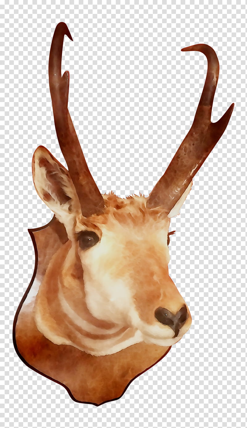 Trophy, Reindeer, Trophy Hunting, Antelope, Snout, Animal, Horn, Head transparent background PNG clipart