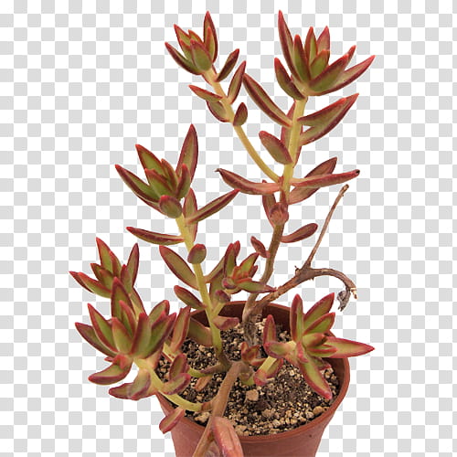 Cactus, Flowerpot, Jade Plant, Succulent Plant, Echeveria, Leatherpetal, Plants, Stonecrop transparent background PNG clipart