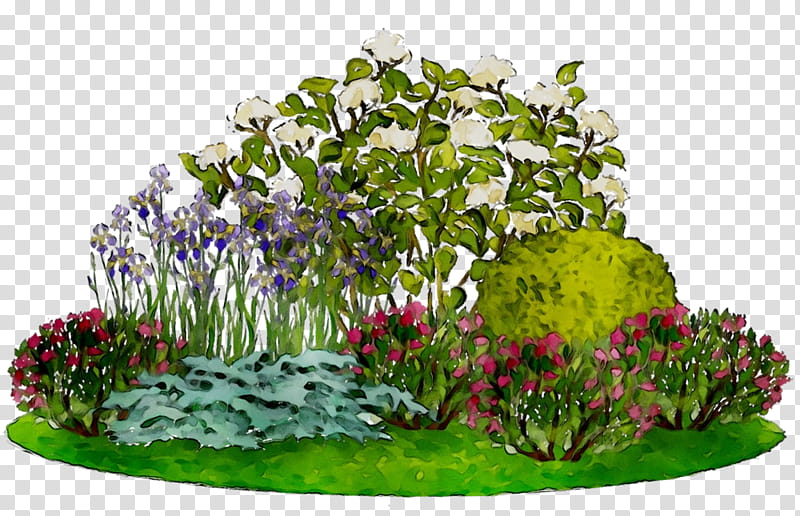 Flowers, Panicled Hydrangea, Flower Garden, Smooth Hydrangea, Ornamental Plant, Spiraea Bumalda, Shrub, Cultivar transparent background PNG clipart