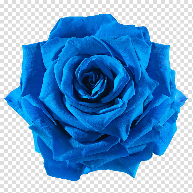 blue rose transparent background PNG clipart