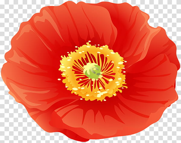 Remembrance Day Poppy, Remembrance Poppy, Flower, Armistice Day, Petal, Orange, Red, Plant transparent background PNG clipart