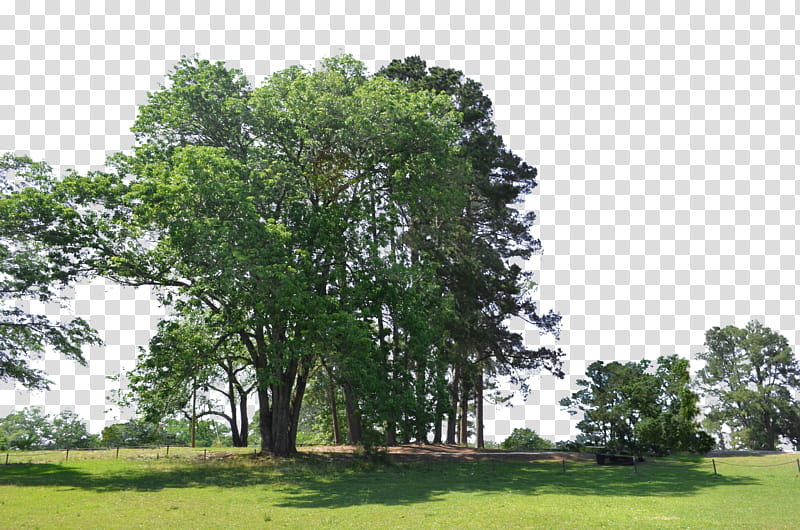 Trees at the Park  Elements, green leafed trees transparent background PNG clipart