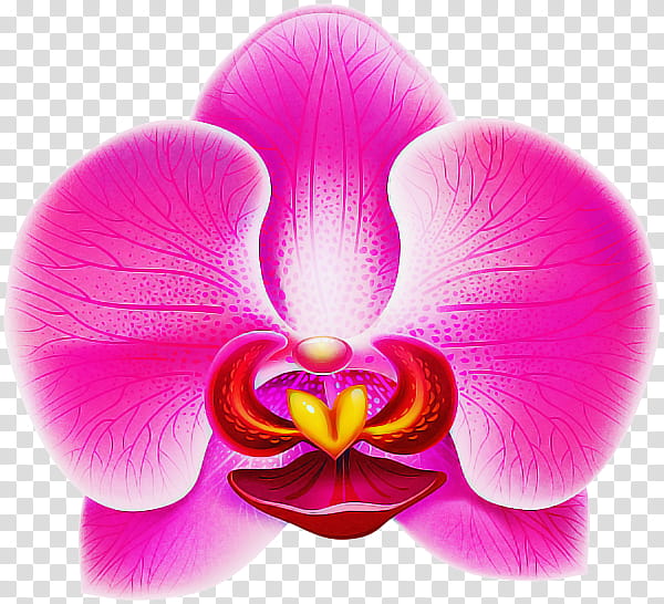 petal pink moth orchid flower violet, Purple, Magenta, Plant, Beauty transparent background PNG clipart