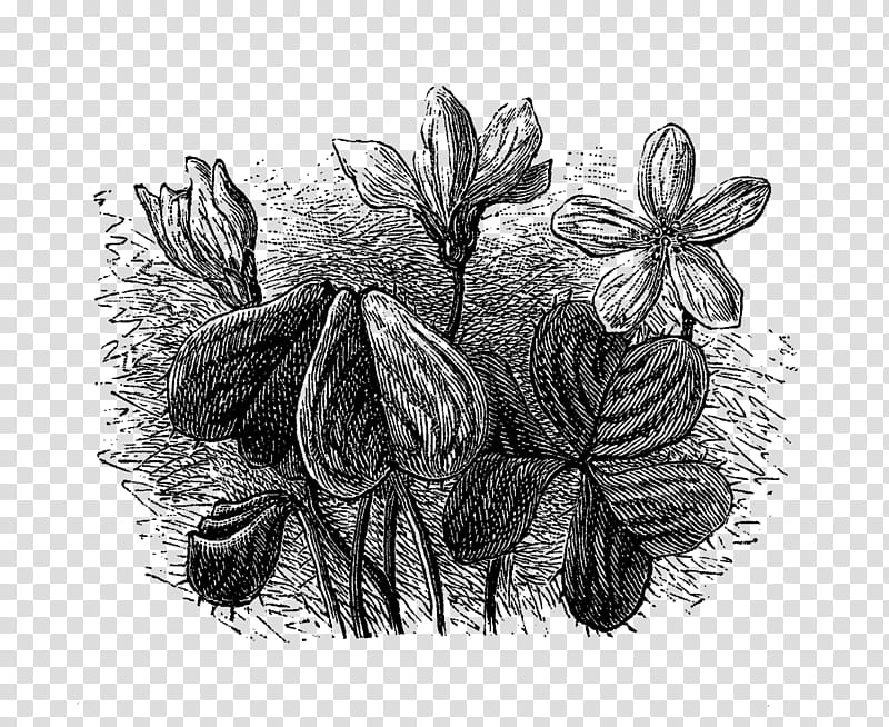 Black And White Flower, Drawing, Tree, Plants, Black And White
, Flora, Still Life transparent background PNG clipart