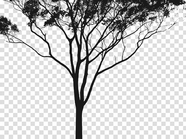 Tree Trunk Drawing, Gum Trees, Silhouette, Birch, Branch, Root, Corymbia, Woody Plant transparent background PNG clipart