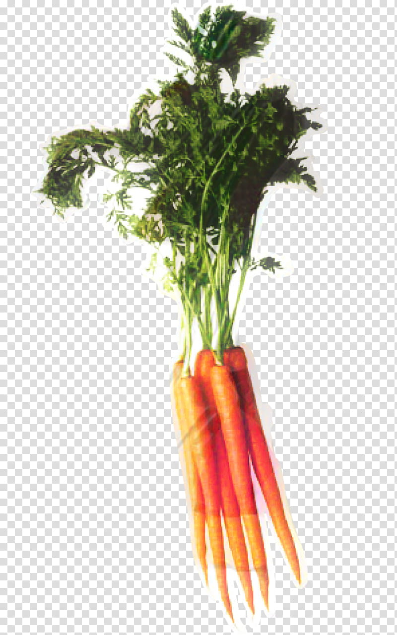 Cartoon Baby, Carrot, Food, Vegetable, Radish, Root Vegetable, Plant, Baby Carrot transparent background PNG clipart