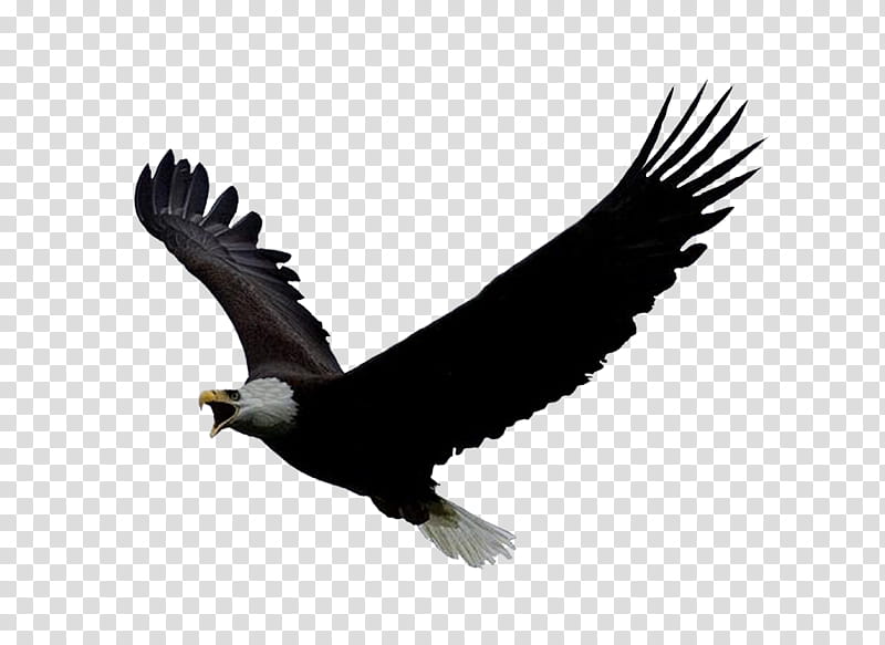 Eagle, American bald eagle transparent background PNG clipart