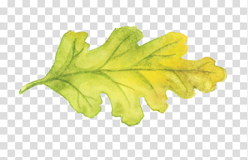 green and yellow leaf art transparent background PNG clipart