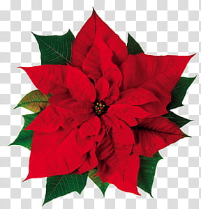 Poinsettia, red poinsettia in bloom transparent background PNG clipart