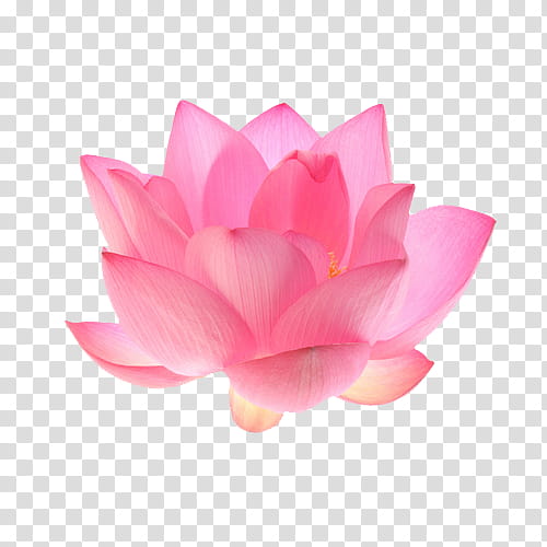 OO WATCHERS, pink lotus flower transparent background PNG clipart