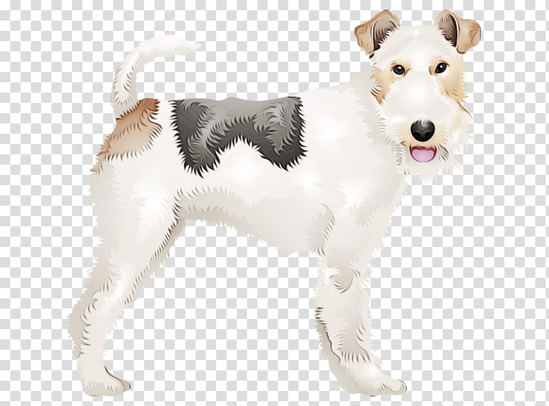 dog dog breed wire hair fox terrier companion dog terrier, Watercolor, Paint, Wet Ink transparent background PNG clipart