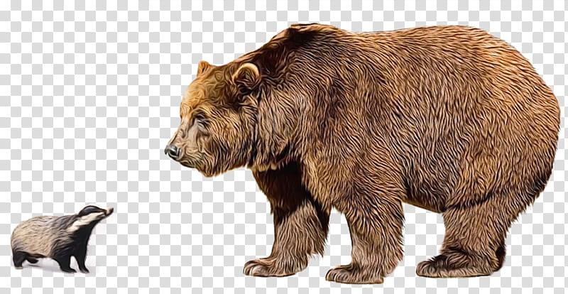 bear PNG transparent image download, size: 620x752px