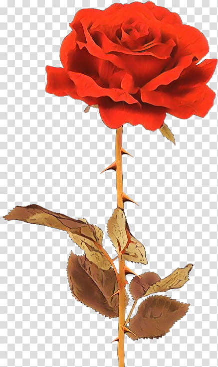 Garden roses, Flower, Red, Orange, Plant, Petal, Rose Family, Floribunda transparent background PNG clipart