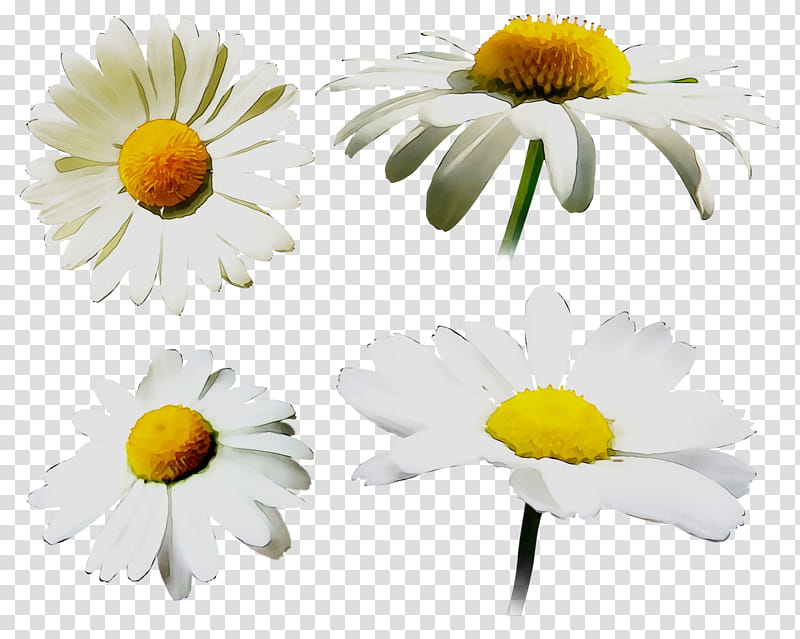 Flowers, Oxeye Daisy, Chrysanthemum, Roman Chamomile, Marguerite Daisy, Yellow, Petal, Cut Flowers transparent background PNG clipart