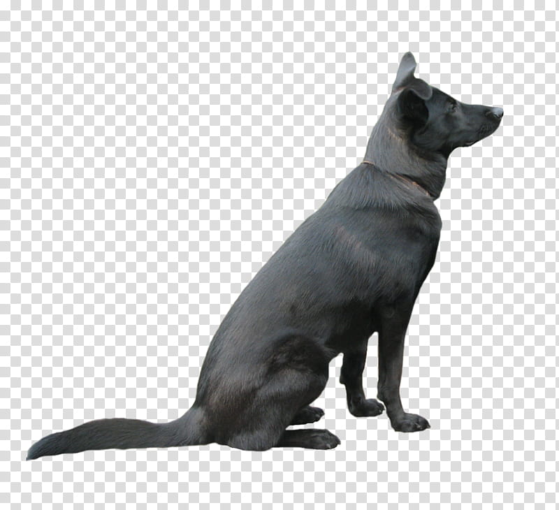 Black Dog, black German shepherd sitting down transparent background PNG clipart
