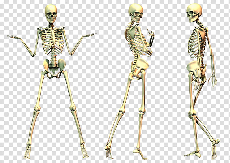 Spooky Skeleton  transparent background PNG clipart