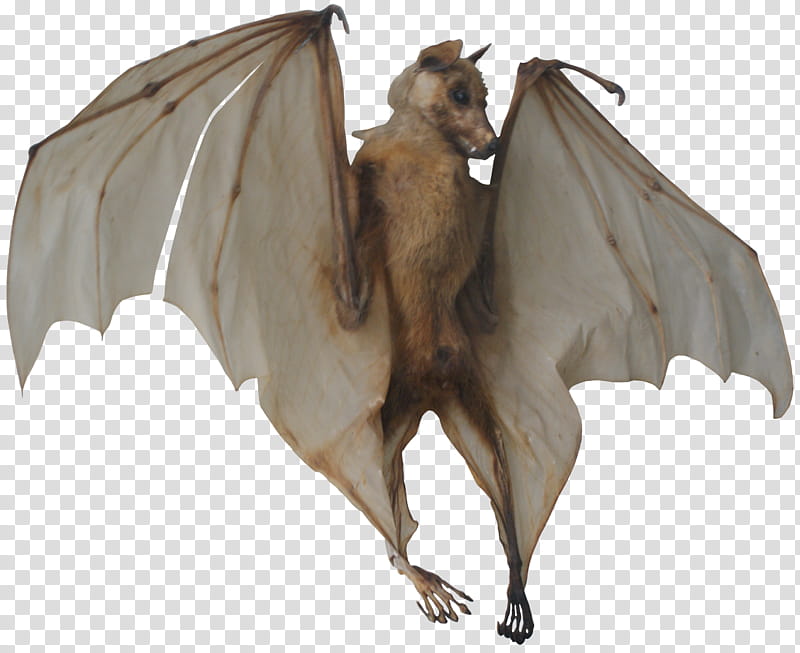 Bat skeleton, gray bat transparent background PNG clipart