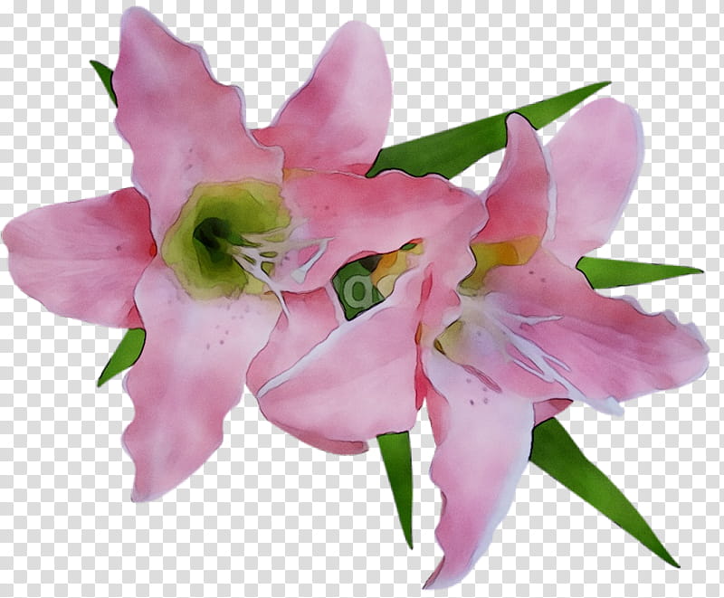 Bouquet Of Flowers Drawing, Arumlily, Madonna Lily, Olsikowa, Cut Flowers, Pink, Petal, Plant transparent background PNG clipart
