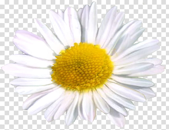 Chamomile, white and yellow daisy flower transparent background PNG clipart