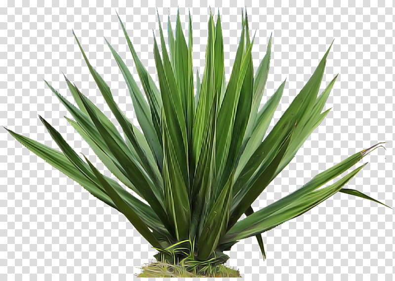 plant yucca grass flower houseplant, Leaf, Agave, Grass Family, Tasmanian Flaxlily, Flowering Plant transparent background PNG clipart