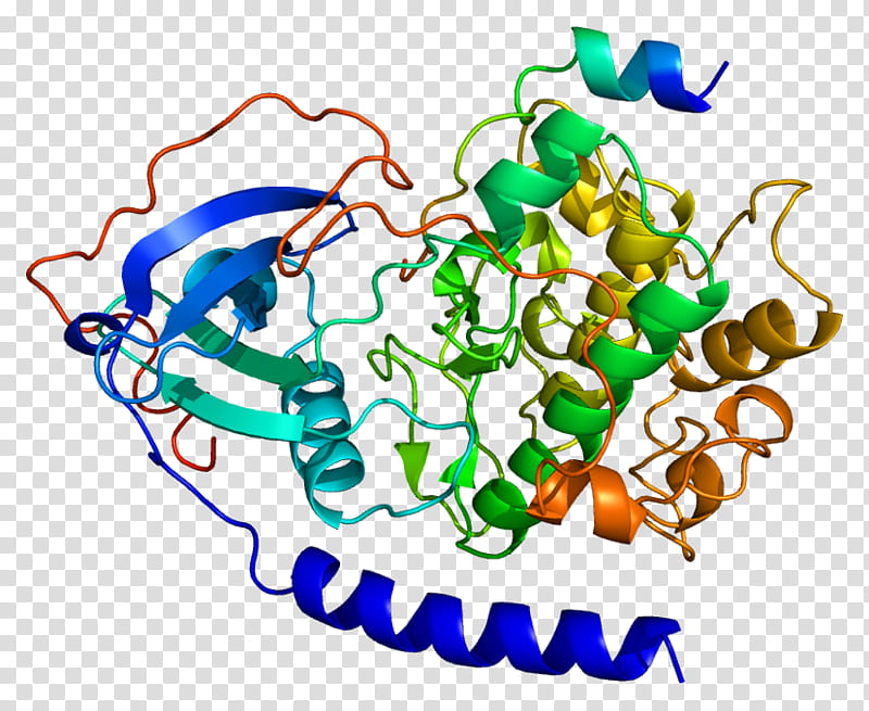 Prkaca Text, Protein Kinase A, Prkacb, Protein Subunit, Cyclic Adenosine Monophosphate, Gene, Enzyme, Akinaseanchoring Protein transparent background PNG clipart