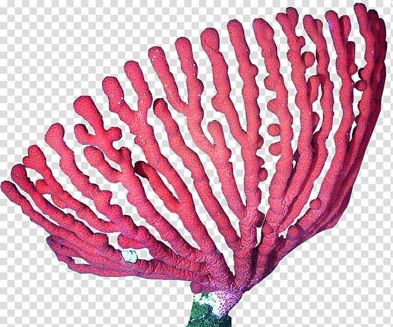 Coral Reef, Deepwater Coral, Pink, Plant, Flower, Cut Flowers transparent background PNG clipart