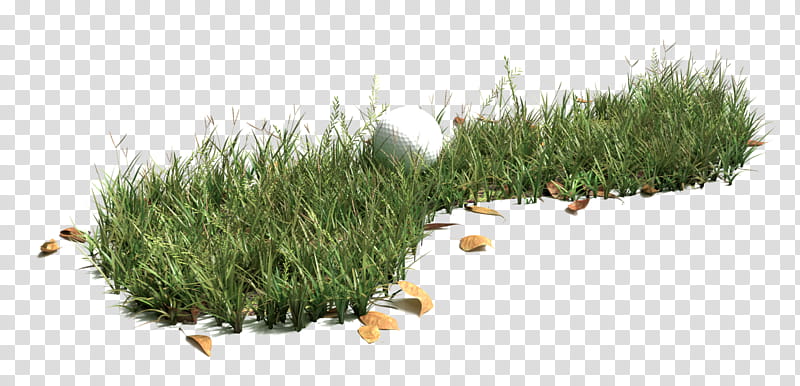 Rock, Grass, Grasses, Lawn, Native Plant, Plants, Vegetation, Soil transparent background PNG clipart