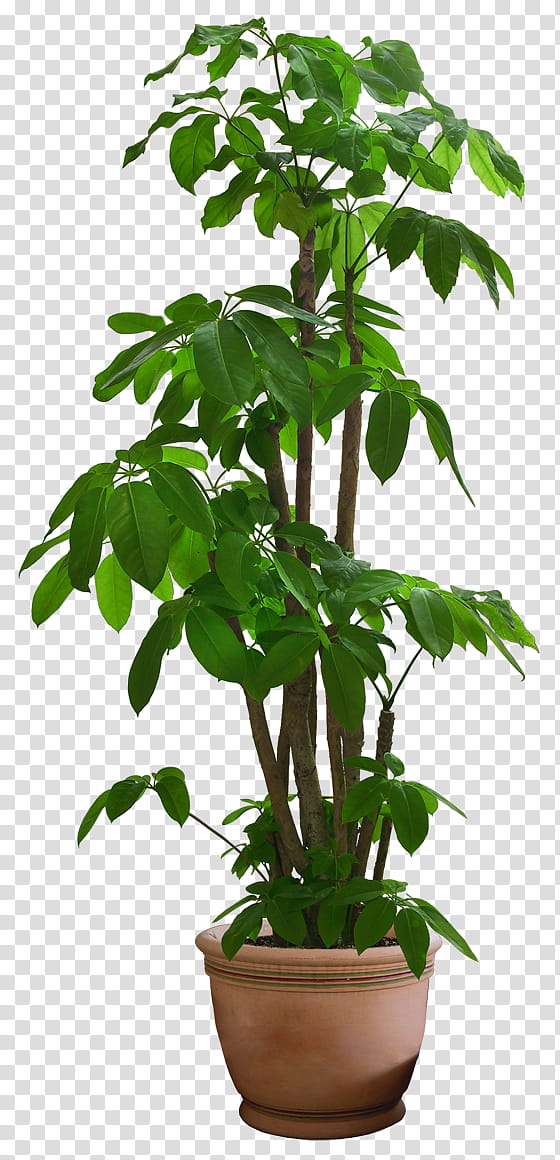 plant , green-leafed plant in brown pot transparent background PNG clipart