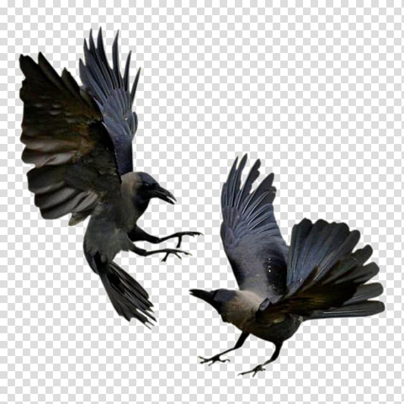 Bird, American Crow, Rook, Common Raven, Flight, Carrion Crow, House Crow, Western Jackdaw transparent background PNG clipart