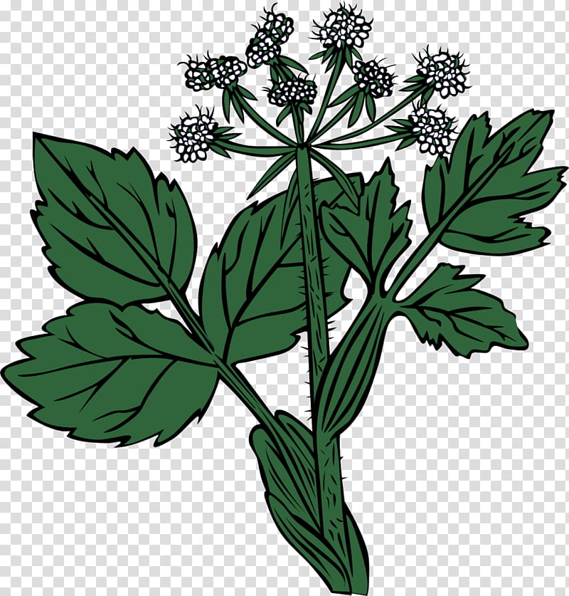 Parsley, Flower, Plant, Leaf, Herbal, Great Masterwort, Lovage transparent background PNG clipart