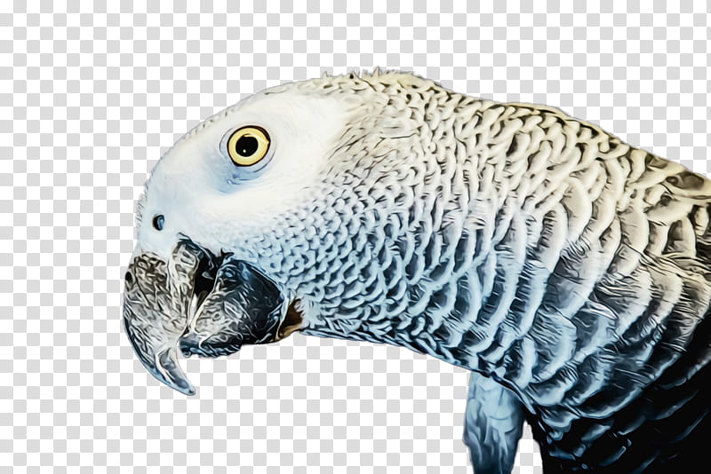 african grey parakeet bird parrot budgie, Watercolor, Paint, Wet Ink, Terrestrial Animal, Beak, Snout transparent background PNG clipart