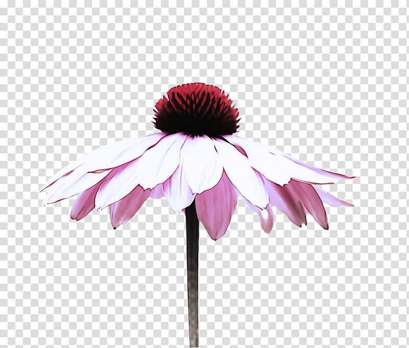 flowering plant purple coneflower coneflower flower petal, Pink, Violet, Gerbera, Daisy Family transparent background PNG clipart