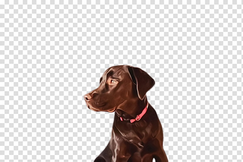 dog dog breed labrador retriever sporting group pointing breed, Watercolor, Paint, Wet Ink, Pointer transparent background PNG clipart