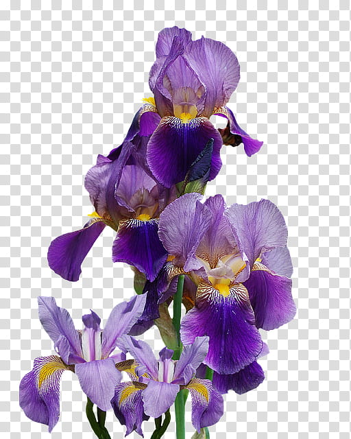 Blue Iris Flower, Northern Blue Flag, Iris Family, Yellow Iris, Garden, Flower Garden, Floral Design, Flower Bouquet transparent background PNG clipart