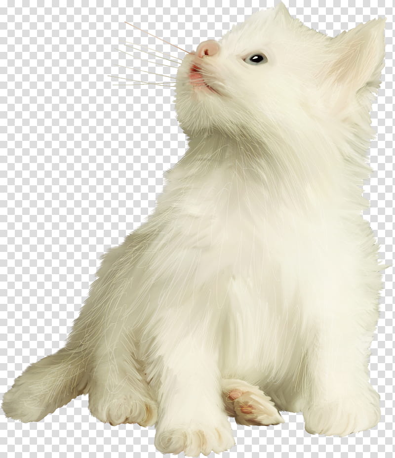 Forest, Turkish Van, Turkish Angora, Persian Cat, Norwegian Forest Cat, Whiskers, Kitten, Domestic Longhaired Cat transparent background PNG clipart