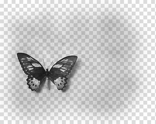 black and white butterfly transparent background PNG clipart