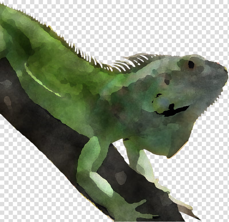 green iguana iguana green lizard iguanidae, Iguania, Reptile, Scaled Reptile, Gecko, Chameleon transparent background PNG clipart
