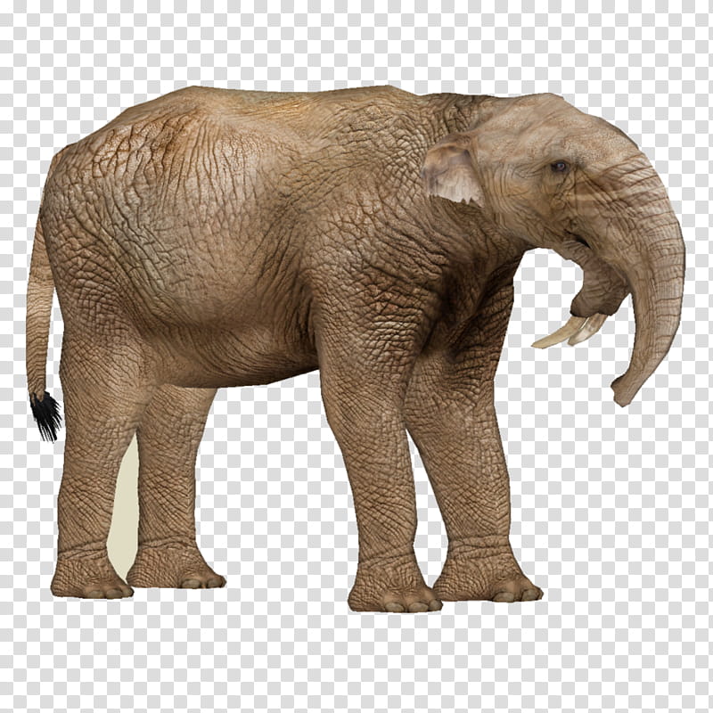 Elephant, Deinotherium, Pliocene, Miocene, Phosphatodraco, Pleistocene, Indian Elephant, Epoch transparent background PNG clipart