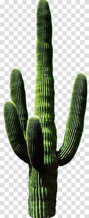 green cactus design 19040254 PNG