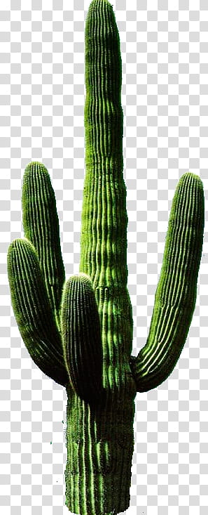 Cactus , saguaro cactus transparent background PNG clipart