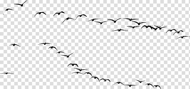 flock of birds transparent background PNG clipart