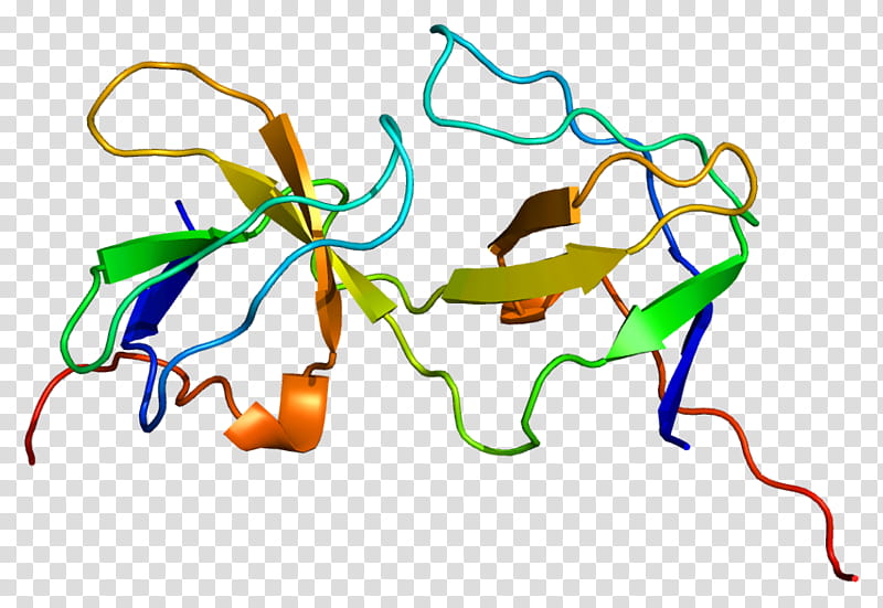 Eps8 Line, Protein, Epidermal Growth Factor Receptor, Sos1, Gene, Human, Signal Transduction, Sh2 Domain transparent background PNG clipart