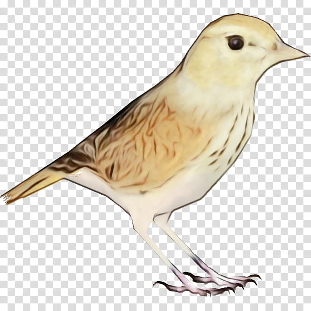 bird beak finch sparrow songbird, Watercolor, Paint, Wet Ink, Perching Bird, Atlantic Canary, Snow Bunting transparent background PNG clipart