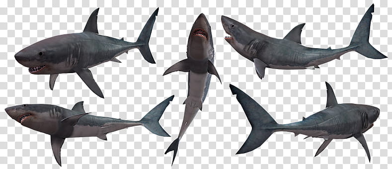 Great White Shark, Silhouette, Hammerhead Shark, Tiger Shark, Cartilaginous Fishes, Fin, Animal Figure, Lamniformes transparent background PNG clipart